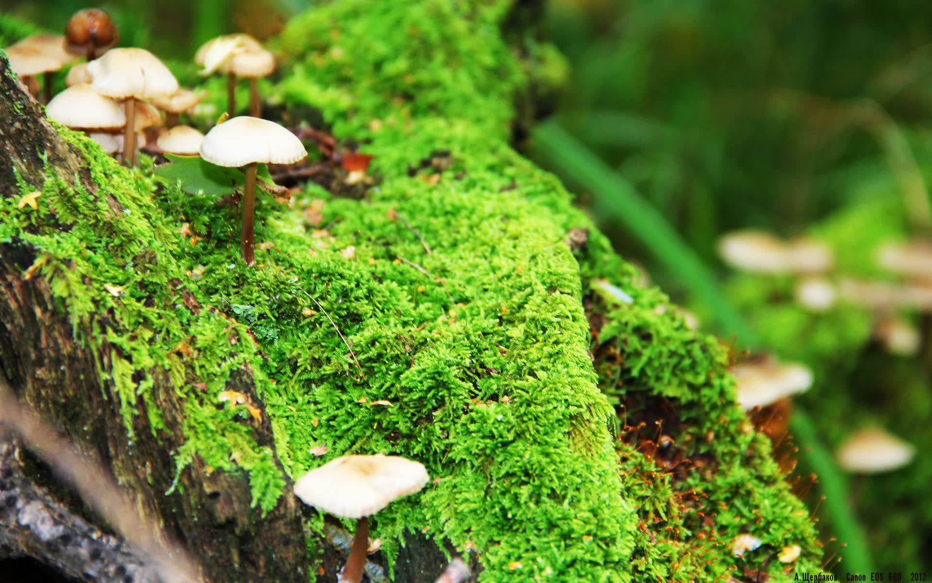 世界体操单项赛赛场评分回放系统用户培训第三批启动,世界体操联赛